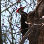pileated2