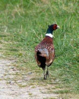 pheasant101509