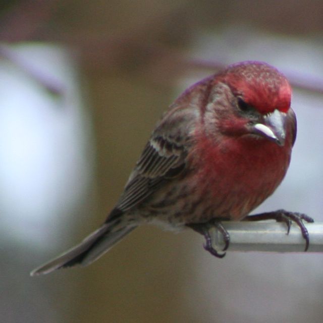 House Finch