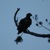 Young Eagle