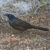 Grackle