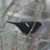 Red winged Blackbird