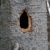 woodpecker hole