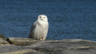 owl