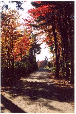 A lovely fall day, a road through the forest