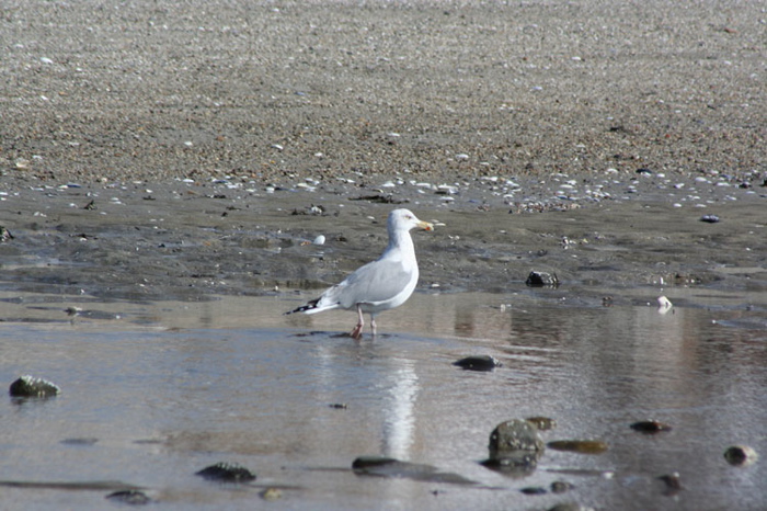 027seagull750