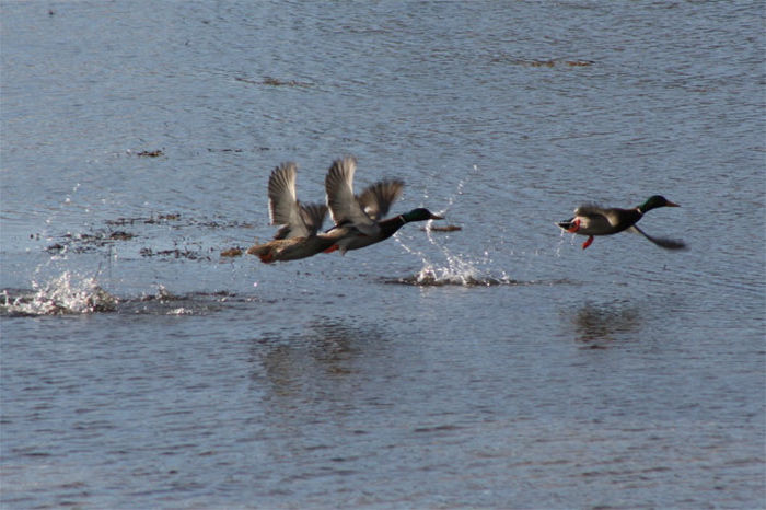 007ducks750