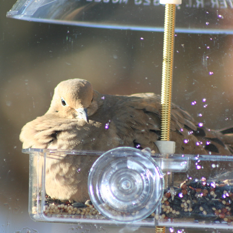 mourningdove4