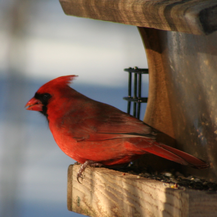 cardinal2