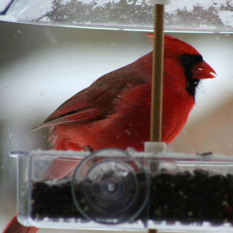 cardinalfeeder