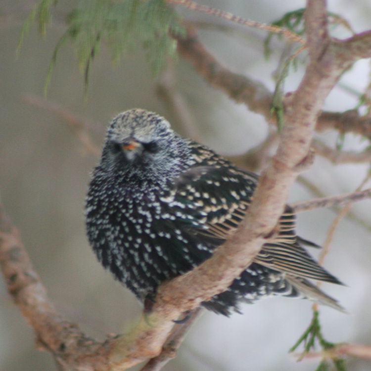 starling3
