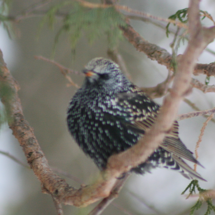 starling2