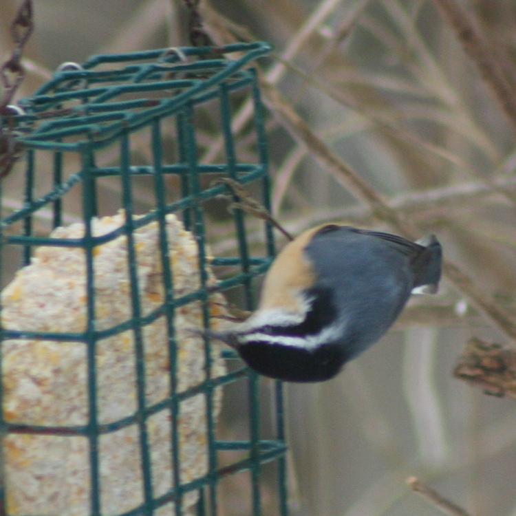 nuthatch