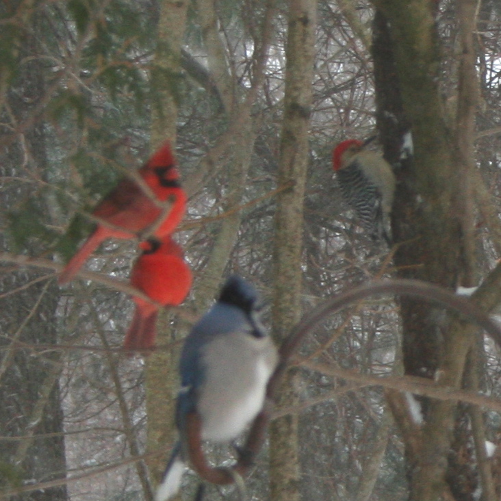 cardinalblueredbres