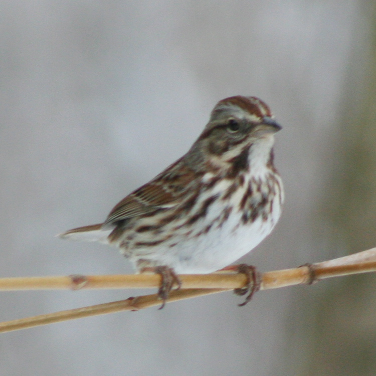 sparrow2
