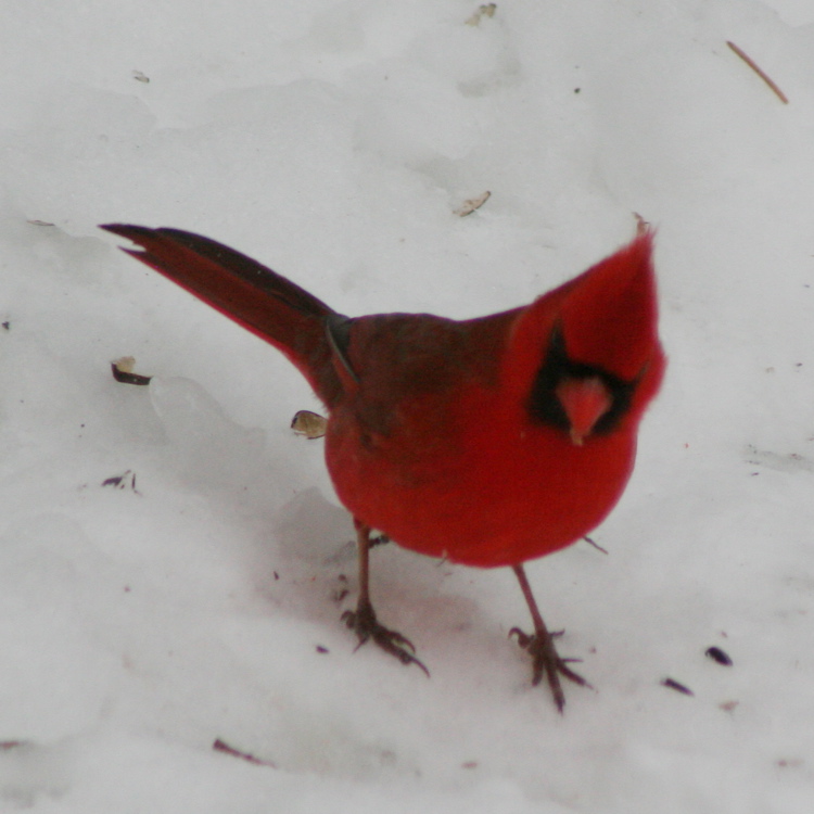 cardinal3