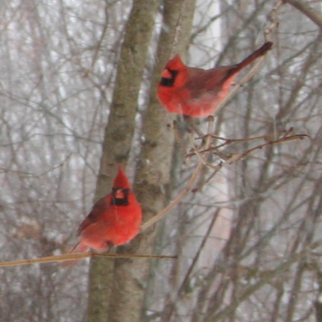 2cardinals2