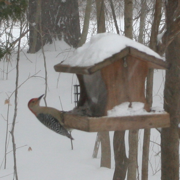 redbreasted2