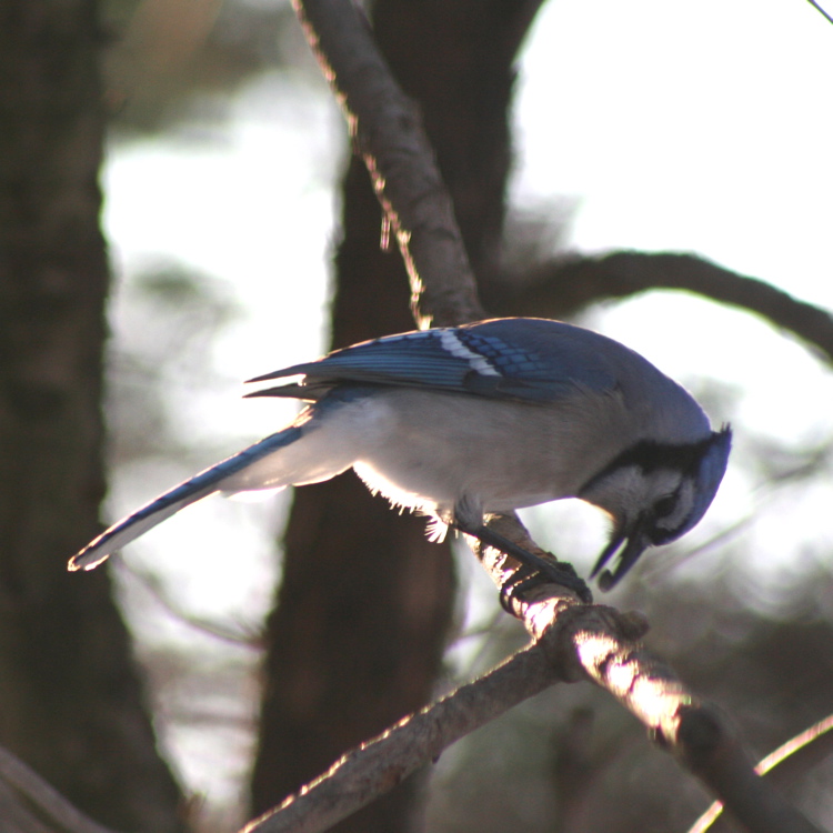 bluejay2