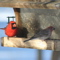 cardinalhousefinch