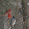 cardinalblueredbres