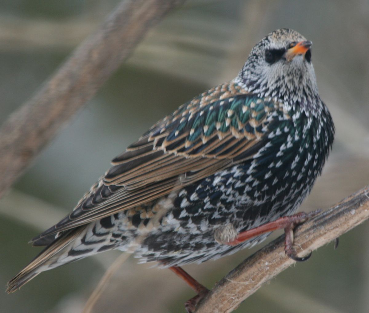 Starling