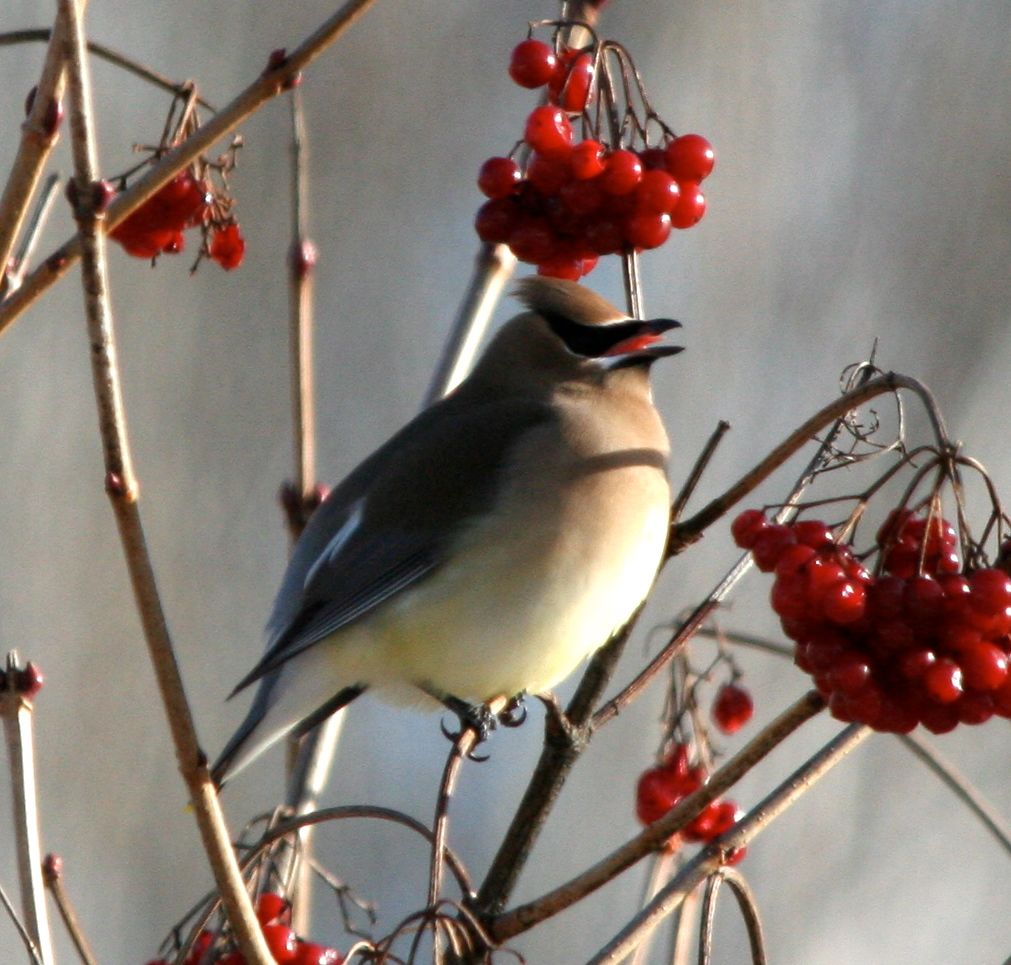 cedar waxwing2