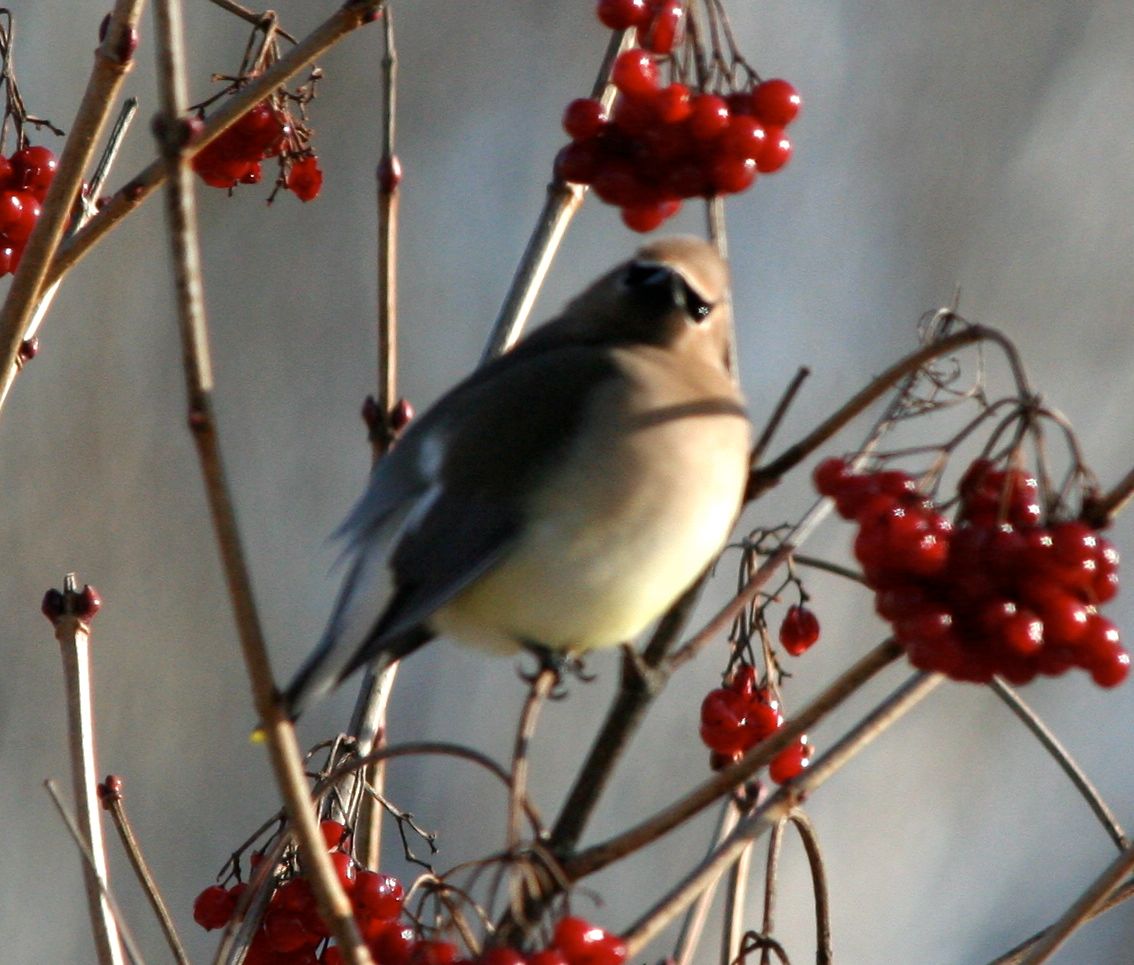 cedar waxwing3