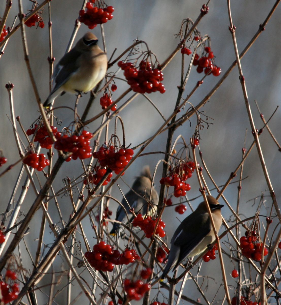 cedar waxwings4