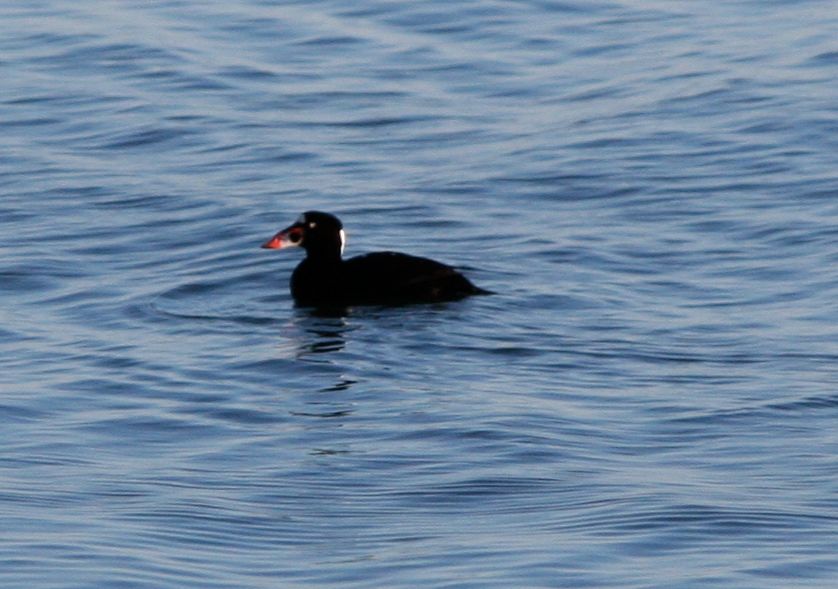 Surf scoter2