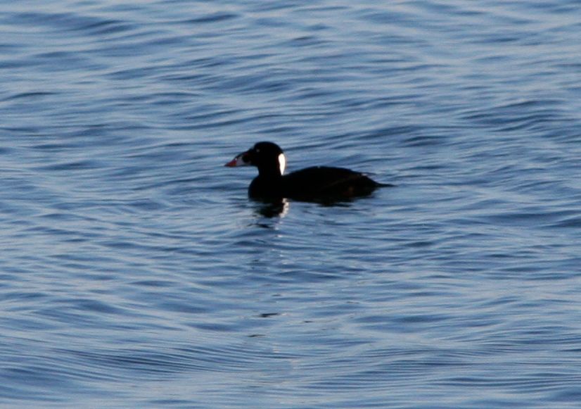 surf scoter3