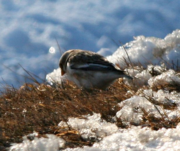 Snow bunting1