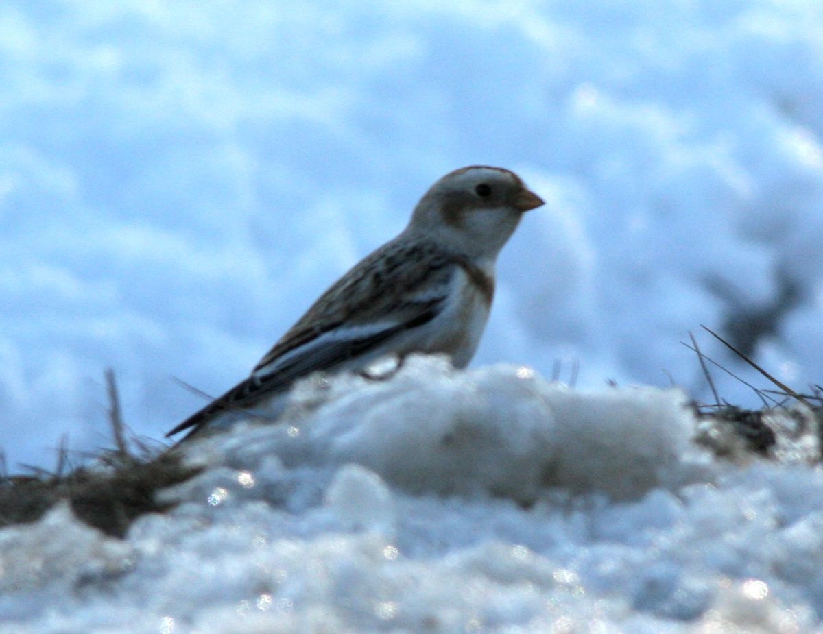 snow bunting3