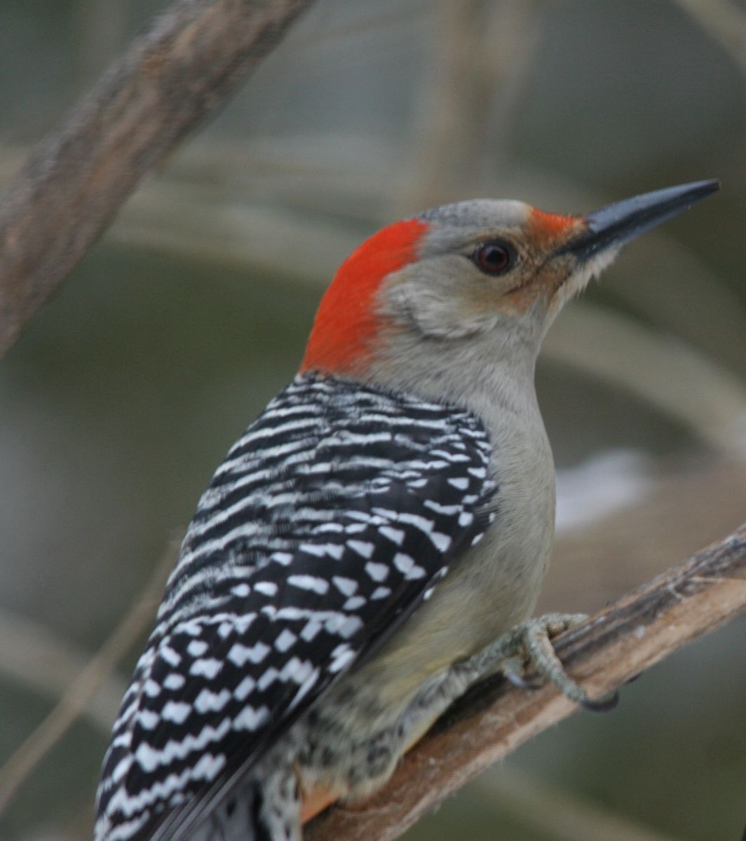 Female redbellied 2