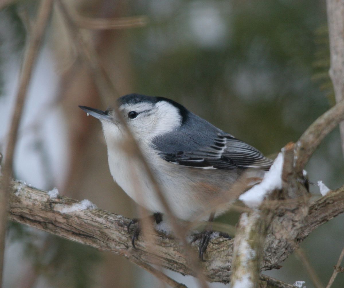 White breasted nuthatch