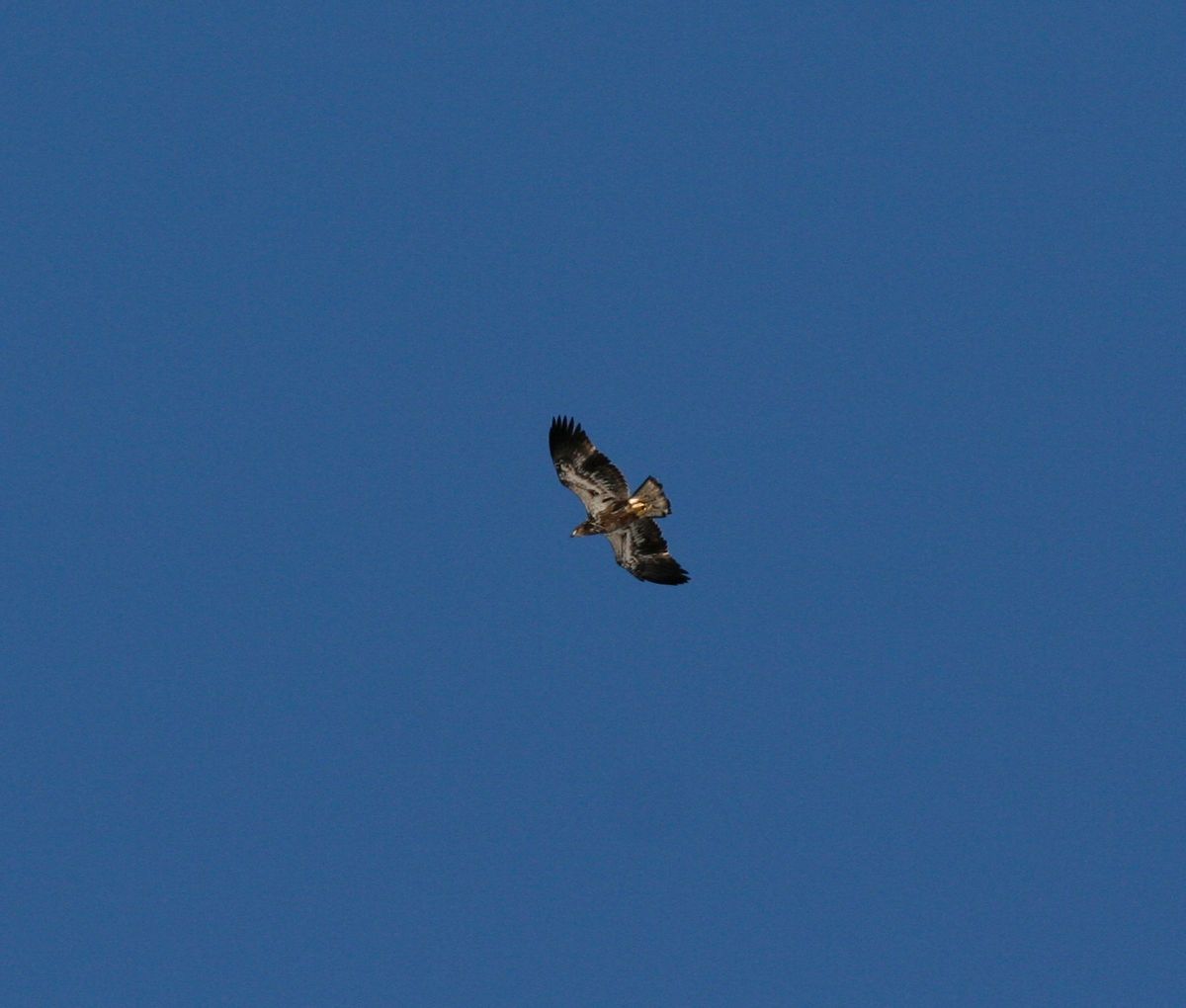 Imature eagle