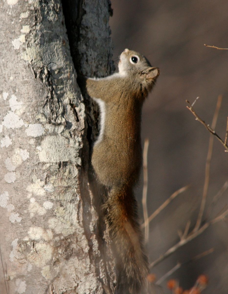 Red squirrel