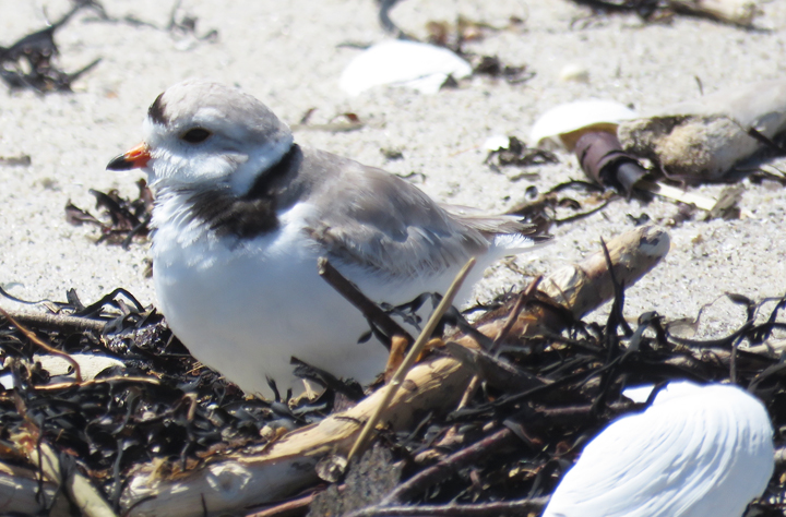 plover