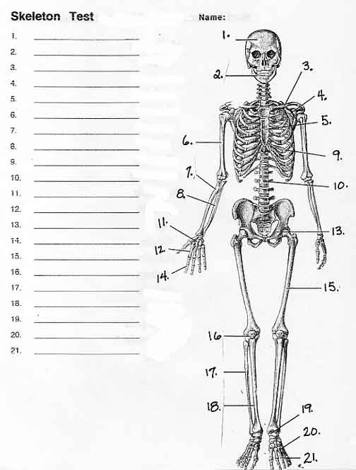 Задания по скелету. Тест по биологии 8 класс строение скелета человека с ответами. Проверочная работа по биологии скелет человека. Зачет по биологии 8 класс скелет человека. Проверочная работа по биологии 8 класс скелет человека.